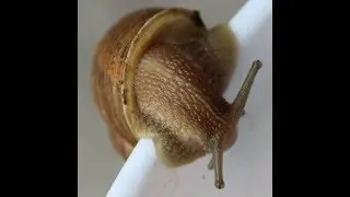 Brown Garden Snails