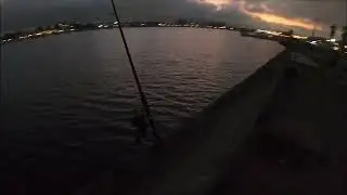 SURPRISE CATCH!!!! shark fishing in the bay area