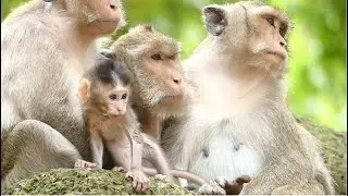 Peaceful And Happiness In whole Family Queen Maria So Baby Monkey Mariel Get Full Of Love And Care.
