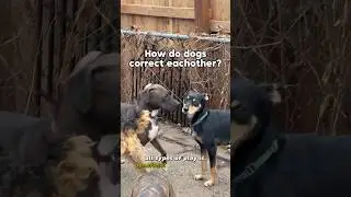 How do dogs correct eachother?🐶 Dog behavior/play. #dog #dogtraining #dogpsychology #dogbehavior