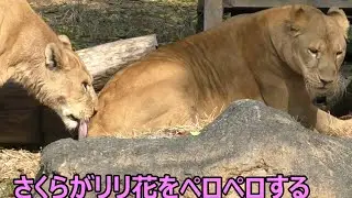 仲が良いライオンの群れ（リリ花親子＆さくら）とべ動物園にて