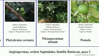 Angiospermas, ordem Sapindales, fam&iacute;lia Rut&aacute;ceas, pe&ccedil;a 2 zanthoxylum phebalium montana coco comum