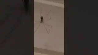 Aus Spider Daddy Long Legs (cellar spider) trying to spin its way out of trouble 🤣 Sub for more!