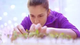 Tomatliv - Plantestell og dyrking