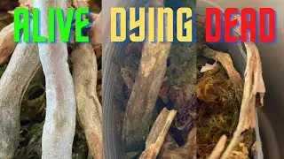 Identifying ALIVE VS. DYING VS. DEAD Orchids Roots!