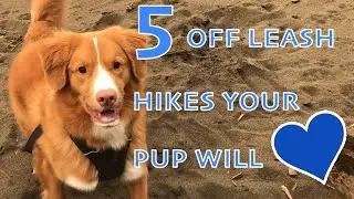 5 OFF LEASH HIKES YOUR PUP WILL LOVE | my favourites in the metro vancouver area