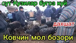 Ковчин мол бозори 17.01.2026 кузилар нархлари. Qovchin mol bozori qo'zilar 