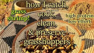 Wild grasshoppers = easy protein: gathering & processing.