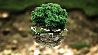 save tree whatsapp status