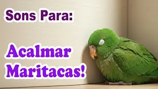Sons para acalmar maritaca - Sons para fazer a maritaca dormir!  Ela se acalma em minutos!