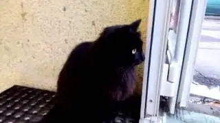 Сторожевая черная кошка Black Cat
