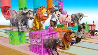 Long Slide Game With Cow Elephant Gorilla Hippopotamus Giant Samurai 3D Animal Game Funny 3D Anima