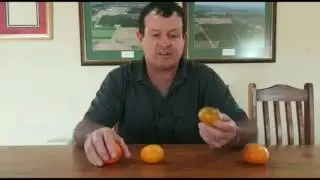 Differences between soft citrus