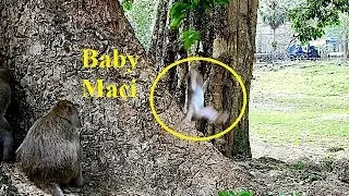 OMG! Baby Maci Fall Down From High Place of Tree - Mom Merry Try To Help But SO Late
