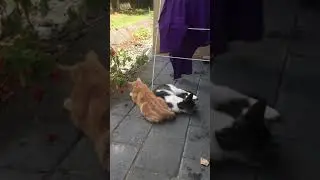 kit e cats en espa&ntilde;ol Jan 21 2021 #shorts #funny #cute #adorable