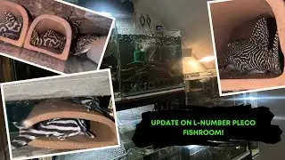 Update on L-number Pleco Fishroom
