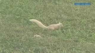 Blonde squirrels found in East Tennessee