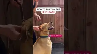 How to use the slip leash correctly. Leash handling tips and tricks for No pulling. #dogtraining