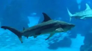 Scary Sharks in Lisbon Oceanarium