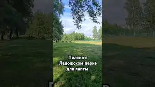 Лаптовая поляна в Санкт-Петербурге 