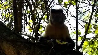 Macaquinho Bebum 640