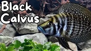 Lake Tanganyika Aquarium with Piano Music 3 Hours