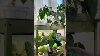 🎥 Plant Showcase Time! #barrina #t5series #barrinat5growlight #barrinagrowlight #growlights