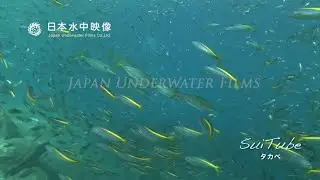 タカベの大群をブリが追う　School of Yellowstriped butterfish and Japanese amberjack suitube7!