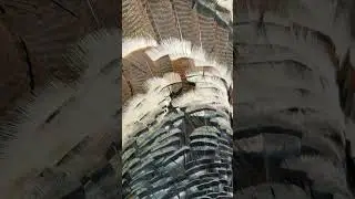 Turkey Hunting 2024 - Discover the Thrill of Merriam's Turkey Hunting in New Mexico