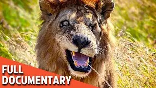 The Life Cycle of a Lion | FULL DOCUMENTARY