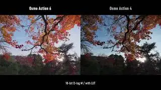 10-bit D-log Mはどこまで進化したのか？DJI Osmo Action 6と4を撮り比べる。