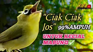 CIAK CIAK JOSS KECIAL KUNING AMPUH||PANCINGAN KECIAL MALAS BUNYI||