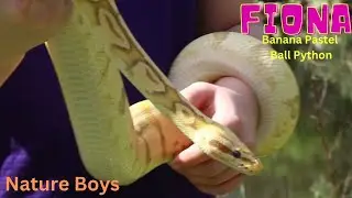 Fiona The Banana Pastel Ball Python enjoying some sunshine.