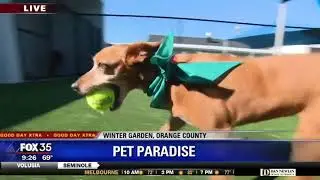 David Does It: Pet Paradise