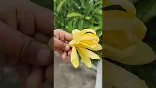 This is how Champa flower tree looks like | #shorts | #flowers