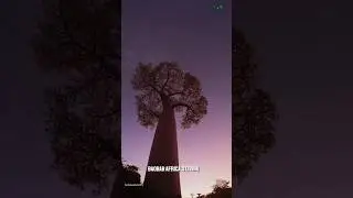 The 6,000-Year-Old Tree That Stores 120,000 Liters of Water.             #documentary#usashorts#fyp