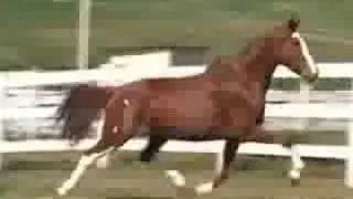 Alb&acirc;nia BI (Uacau&atilde; BI x Sapucaia BI)