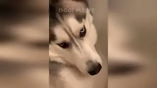 🐶🤯 Эпичные собачьи неудачи, от которых вы будете смеяться до слез! 😂🐾