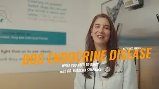 Dog Endocrine Diseases Explained by Dr. Natacha Simpkins | Vet Video Series