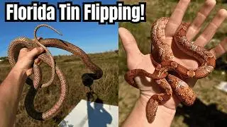 Florida Tin Flipping For Massive Snakes!! Coachwhips Corns and more!! Herping 2025|