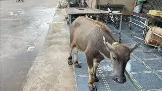 slaughtering a buffalo to make blood pudding//chef earns#food#cooking#mukbang 