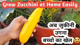 How to Grow Zucchini at home easily😃