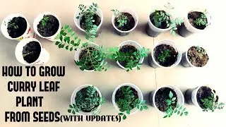 How to Grow Curry Leaf Plant From Seeds (With Updates)