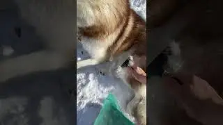 Malamute Fish's Winter Coat Shed: Sunshine Brushing