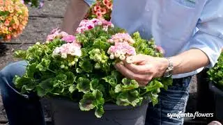 Meet our Rosebud Astrid - Geranium of the year 2021