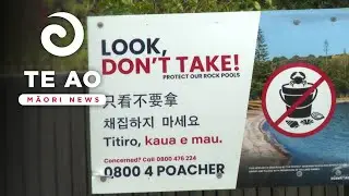 Iwi push rāhui as Whangaparāoa rock pools stripped bare | Te Ao Māori News