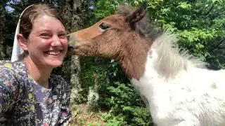 Day 72 Wild Ponies! Grayson Highlands State Park, VA #hikingforsouls