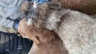 Кой базар,мал базар, Кара Балта, адалмалбазар,18.01.2026