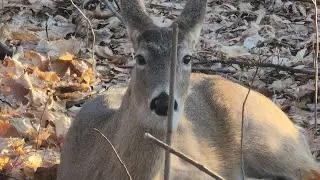 Deer having fun just laugh out load ||Sasa-pgm4681|| #deer #hiking #love #outdoors #wildlife
