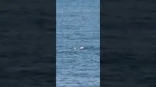 Dupini kraj Lokruma 1